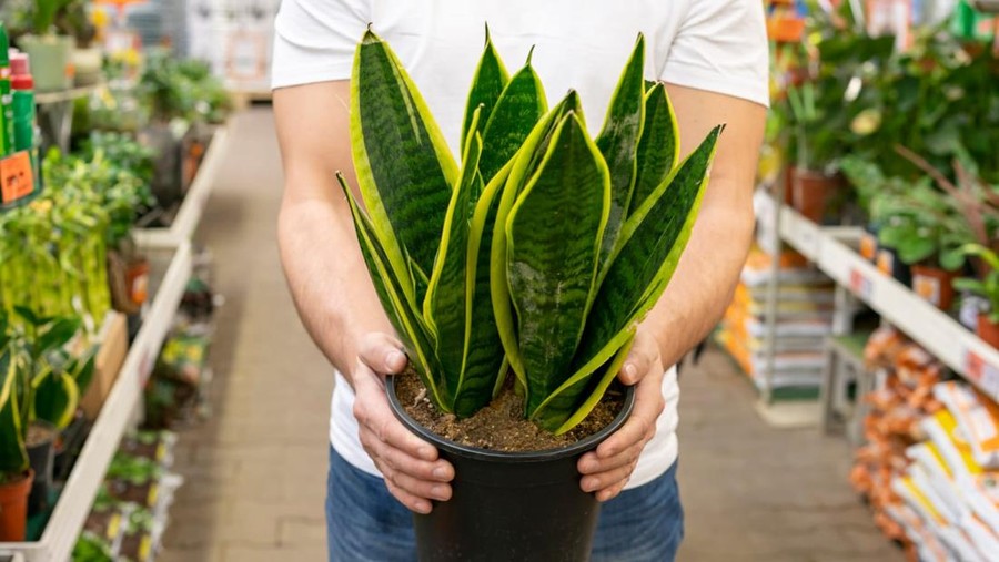 Tanaman Lidah Mertua