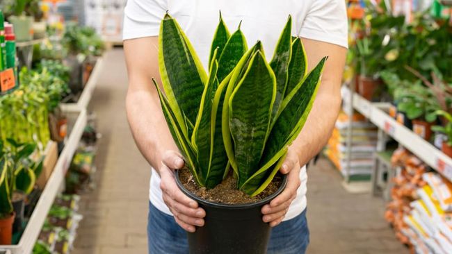 Posisi Terbaik Tanaman Lidah Mertua Menurut Feng Shui