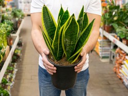 Cara Menyimpan Tanaman Lidah Mertua menurut Feng Shui