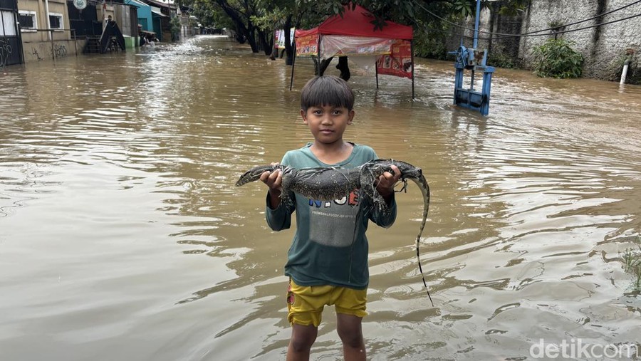 Tiga ekor ular jenis sanca dan seekor biawak berhasil ditangkap warga di Jalan Duta Kranji&comma; Bekasi Barat&comma; Kota Bekasi&comma; Jawa Barat saat terjadi banjir&period; &lpar;Rachma Indira&sol;detikcom&rpar;