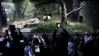FOTO: Saatnya Mengucap 'Sayonara' kepada Panda Xiao Xiao dan Lei Lei