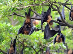 Apakah Kelelawar Halal atau Haram? Simak Penjelasan Ulama