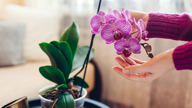 Woman admires purple blooming orchid touching blossom&period; Girl taking care of home plants and flowers checking their condition&period; Cozy interior