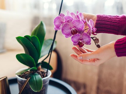 11 Tanaman yang Bisa Mencerahkan Ruangan Gelap di Rumah