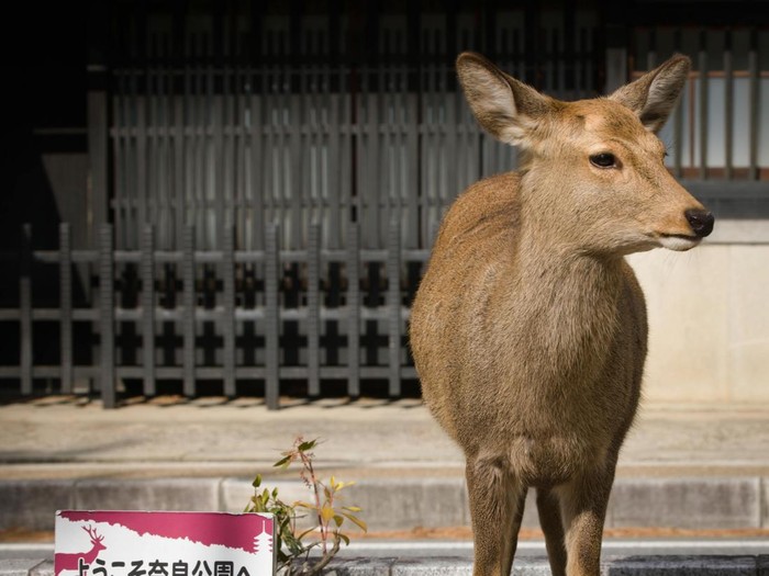 Nara Park menjadi salah satu destinasi yang wajib kamu kunjungi saat berlibur ke Jepang.