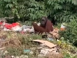 Viral Orang Utan Cari Makan di Tumpukan Sampah, Namanya Sam Usianya 20 Tahun