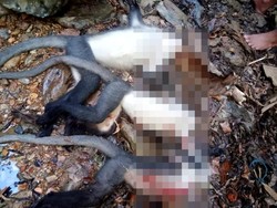 Pria Malinau Pamer Hasil Buruan Lutung Banggat, BKSDA: Tak Dilindungi tapi...