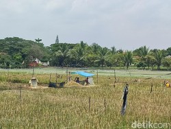 Rahasia Sawah Situs Jambansari di Ciamis yang Tak Pernah Kering