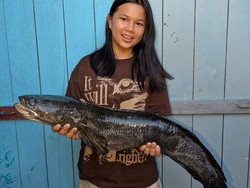 Cerita Warga Malinau Belanja di Pasar Inai, Nemu Ikan Gabus Seberat 4 Kg