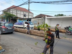 Kayu Gelondongan Besar Jatuh dari Truk ke Jalan Raya Driyorejo Gresik