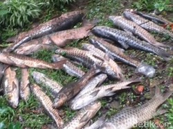 Puluhan Ikan Dewa di Balong Cigugur Kuningan Mati Mendadak
