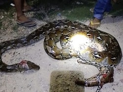 Kepergok Lilit Kambing, Piton 6 Meter Disiram Bensin Lalu Dipotong di Konawe