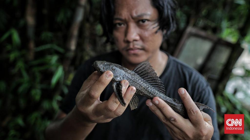 Cerita Arief, Tukang Jagal Sapu-sapu Ciliwung dari Jagakarsa