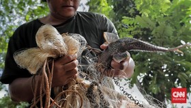 Sekda DKI Minta Dinas Seriusi Fenomena Ikan Sapu-sapu di Kali Ciliwung