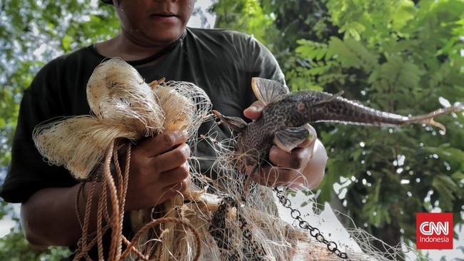 DKI minta Dinas KPKP serius menangani fenomena spesies invasif ikan sapu-sapu di Kali Ciliwung, yang berisiko bila dikonsumsi warga.