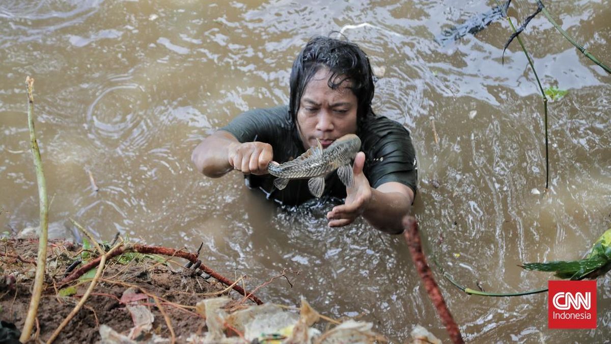 Pemprov DKI Bakal Bersihkan Massal Ikan Sapu-sapu di Sungai Jakarta
