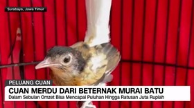 VIDEO: Cuan Merdu Dari Beternak Murai Batu