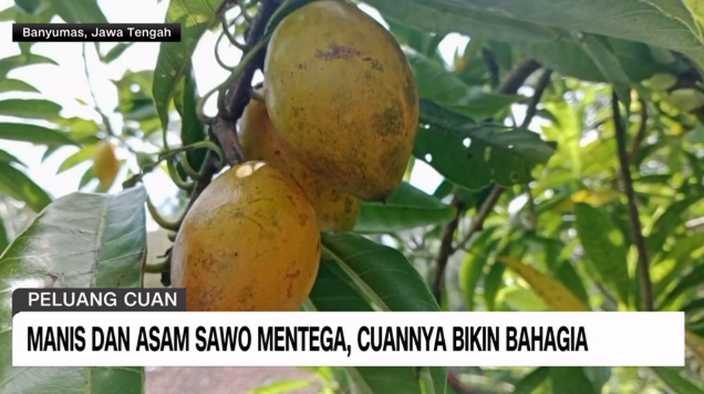 VIDEO: Manis Dan Asam Sawo Mentega, Cuannya Bikin Bahagia