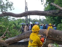 Dua Pohon Akasia Tumbang, Jalan Trans Utara di TTS Lumpuh