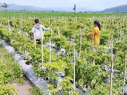Harga Melambung, Petani Cabai di Jember Pilih Panen Awal
