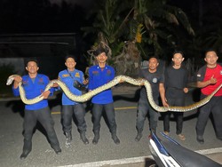 Ular Piton 7 Meter Masuk Permukiman Warga di Selayar, Damkar Evakuasi