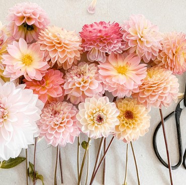 5 Jenis Bunga Perennial yang Bisa Mekar Sepanjang Tahun