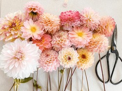 5 Jenis Bunga Perennial yang Bisa Mekar Sepanjang Tahun