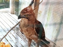 Elang Jawa Stres Berat Usai Tabrak Kaca Rumah Warga di Sukabumi