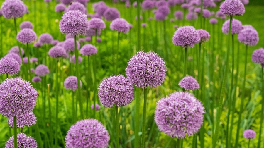 ilustrasi bunga allium