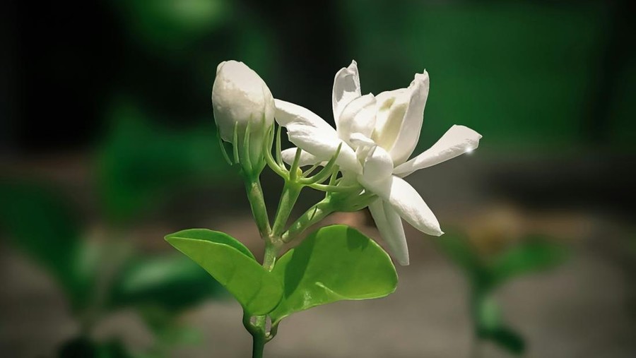 ilustrasi bunga melati