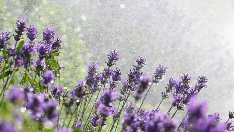 Lavender wet flowers&period; Tilted view of bright purple lavender flowers and the bright green stems of the lavender plant&period; The beautiful lavender plant has water droplets on and falling from the petals&period; The image spears to have been shot on a sunny day&period;