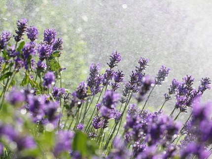 10 Tanaman Pengusir Ular saat Musim Hujan, Tanam di Halaman Rumah