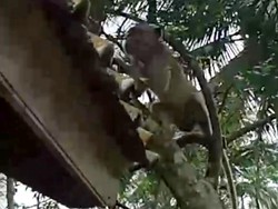 Monyet Liar Teror Warga Gareumpay Ciamis, Tanaman Petani Dijarah