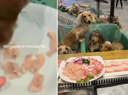 Kontroversi Anjing Makan Daging di Resto Hot Pot, Begini Tindakan Pengelola