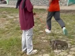 Viral Pria Tendang Kucing hingga Mati di Lapangan Blora