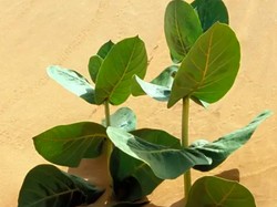 China Tanam Karet Kualitas Militer, Untuk Apa Nih?