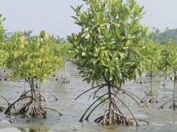 Hari Lahan Basah Sedunia, Akademisi Kaltara: Banjir Besar 2015 Bisa Terulang