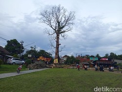 Penampakan Terkini Randu Alas Raksasa di Tuksongo Borobudur