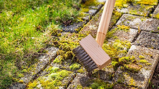 Saat musin hujan tiba, lumut bisa mudah tumbuh di teras rumah. Ini lima cara ampuh untuk menghilangkan lumut dengan mudah.