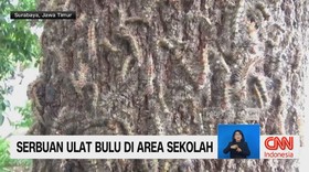 VIDEO: Ribuan Ulat Bulu Bermunculan, Warga Resah