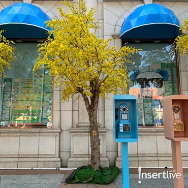 Fenomena Rop Mai Dao Menjamur di Ho Chi Minh Jelang Imlek
