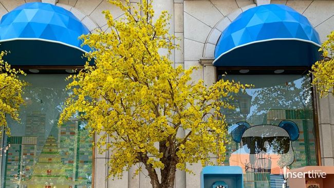 Fenomena Rop Mai Dao Menjamur di Ho Chi Minh Jelang Imlek