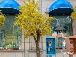 Fenomena Rop Mai Dao Menjamur di Ho Chi Minh Jelang Imlek