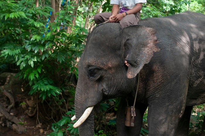 Atraksi menunggangi gajah. Menunggangi punggung gajah dapat merusak tulang belakangnya hingga menyebabkan gangguan psikologis.