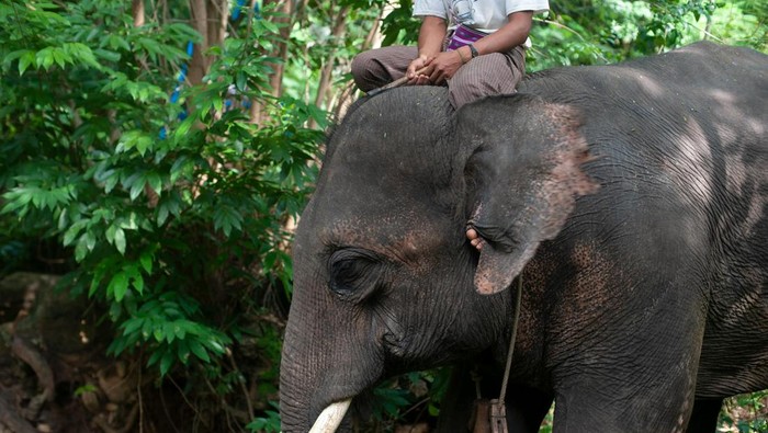 Atraksi menunggangi gajah. Menunggangi punggung gajah dapat merusak tulang belakangnya hingga menyebabkan gangguan psikologis.