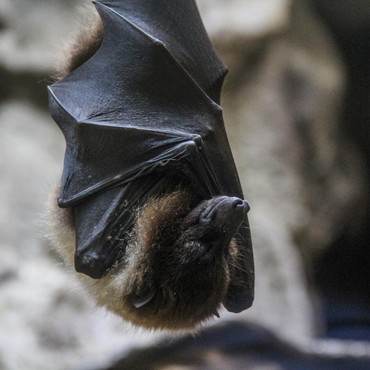 Waspada Virus Nipah, Buah-buahan Ini Bisa Jadi Perantara