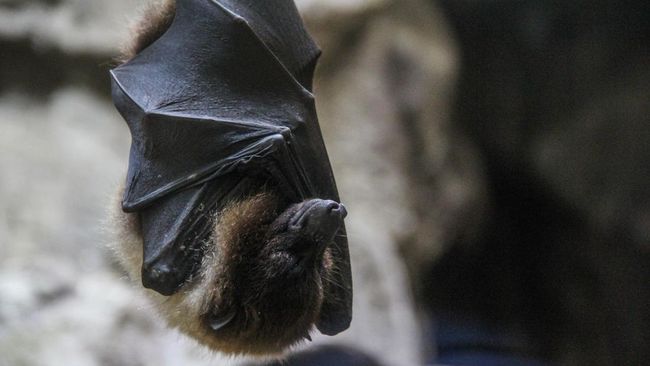 Waspada Virus Nipah, Buah-buahan Ini Bisa Jadi Perantara