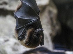 Waspada Virus Nipah, Buah-buahan Ini Bisa Jadi Perantara