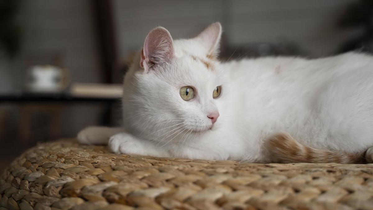 Terungkap Alasan Kucing Peliharaan Hidup Lebih Lama jika "Dipingit"