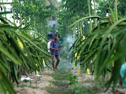 Petani Buah Naga Banyuwangi Naik Kelas Berkat Klasterku Hidupku BRI